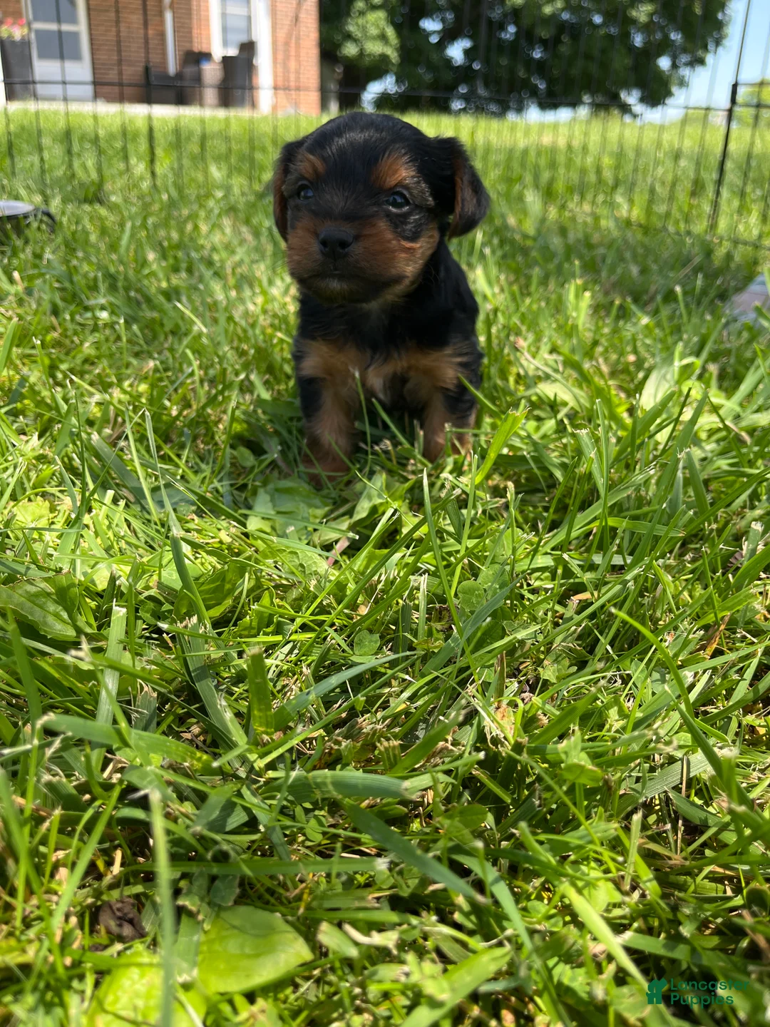 Yorkshire Terrier dogs for sale: Tucker - Ad 1
