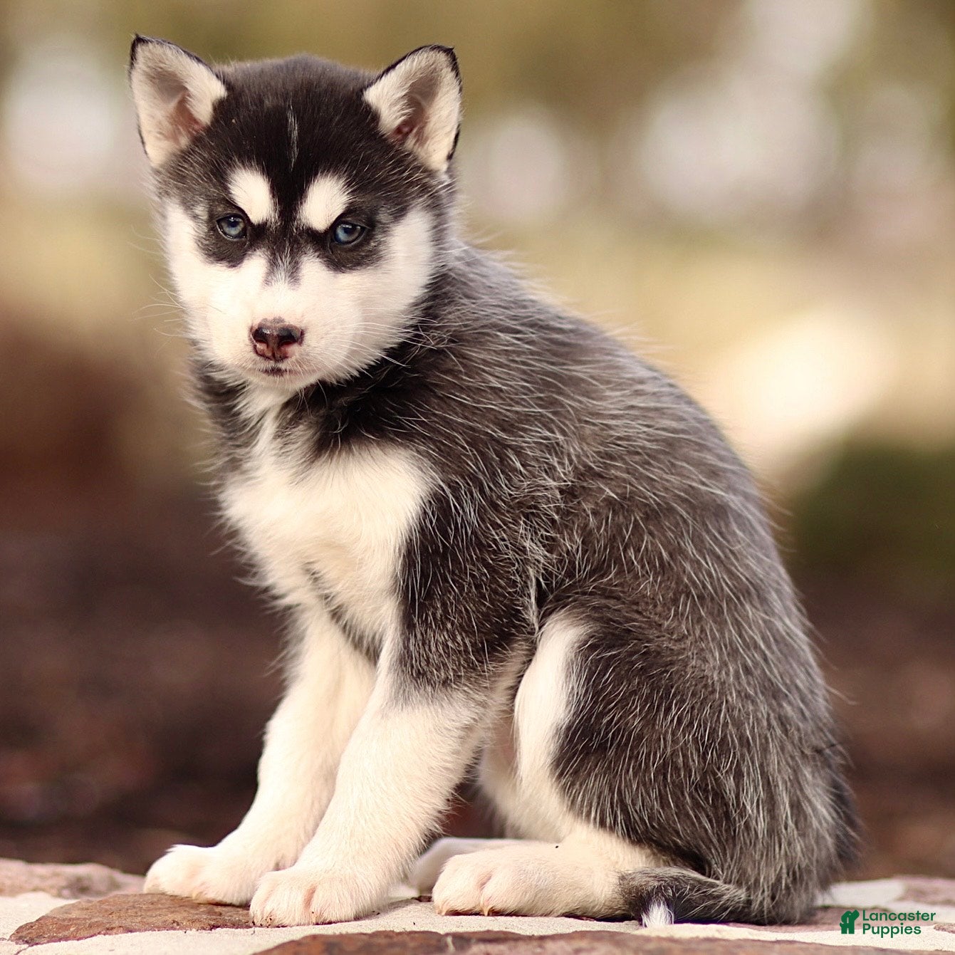 Pomsky dogs Elle - Ad 2