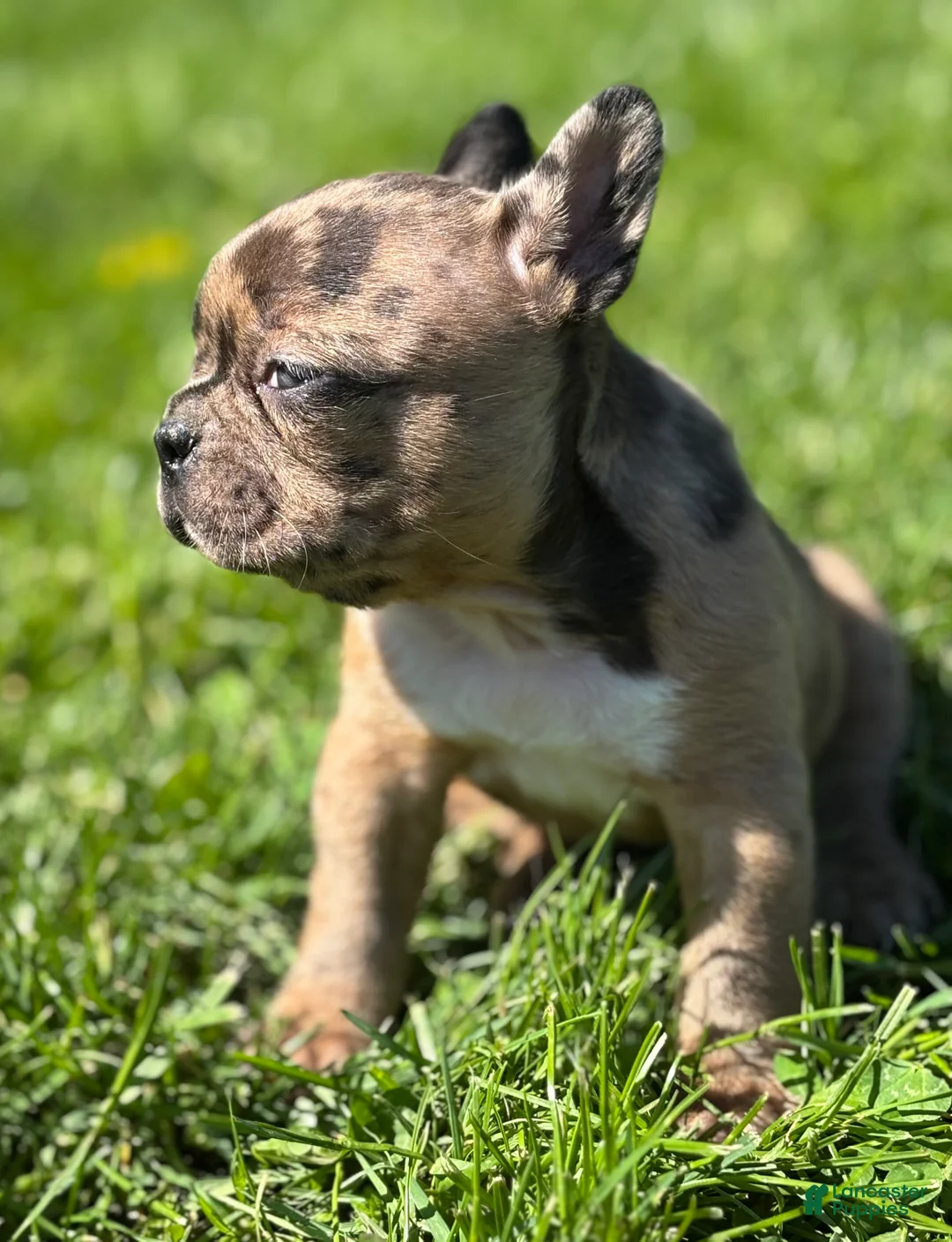 Frenchton dogs for sale: Cookie - Ad 2