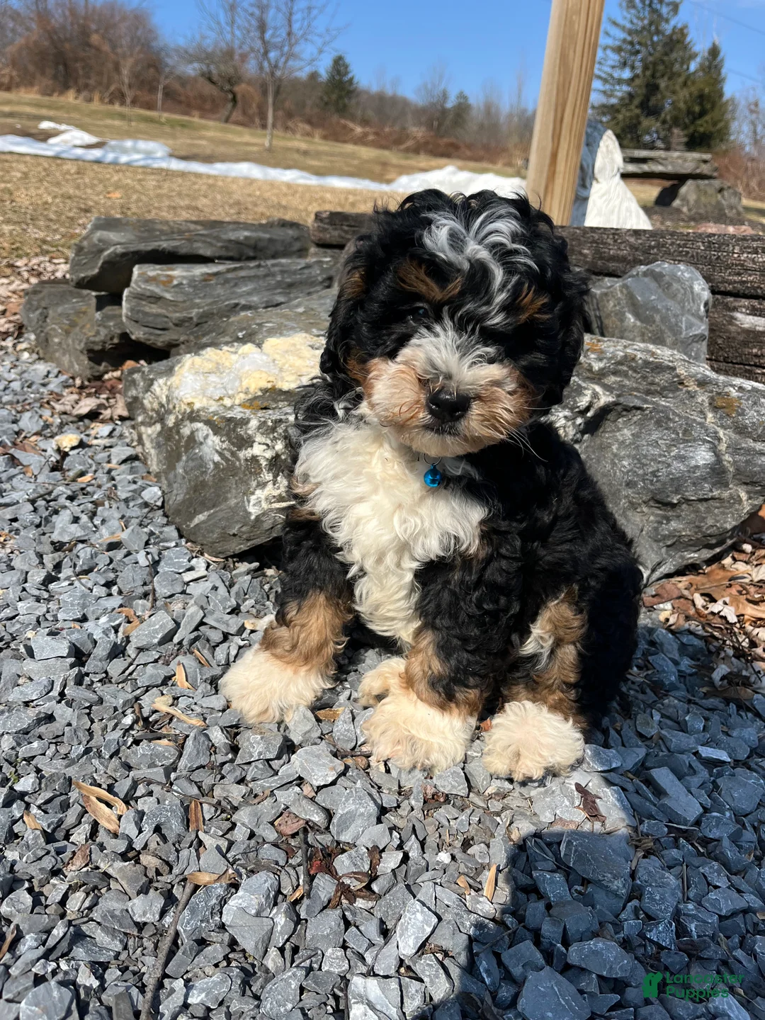 Mini Bernedoodle dogs for sale: Jameson - Ad 1