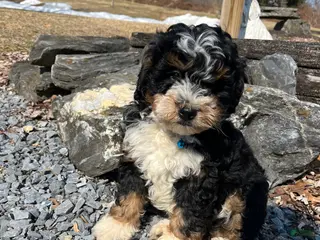 Mini Bernedoodle dogs for sale: Jameson - Ad 2