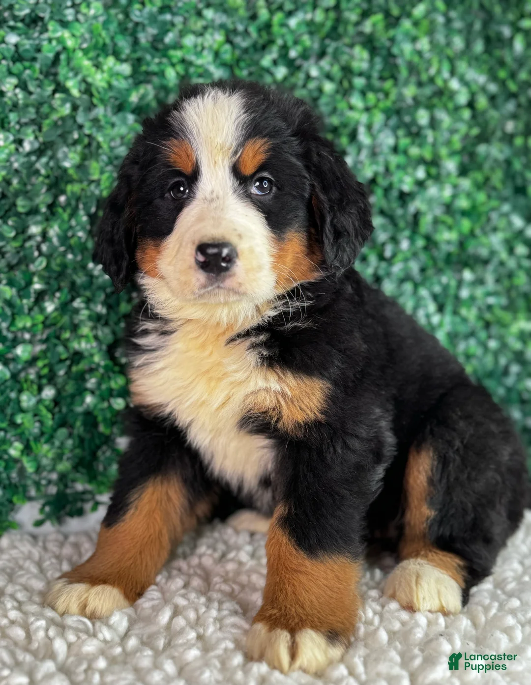 Bernese Mountain Dog dogs for sale:  Chloe  - Ad 5