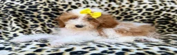 Miniature Poodle dogs for sale: Jazzy - Ad 4