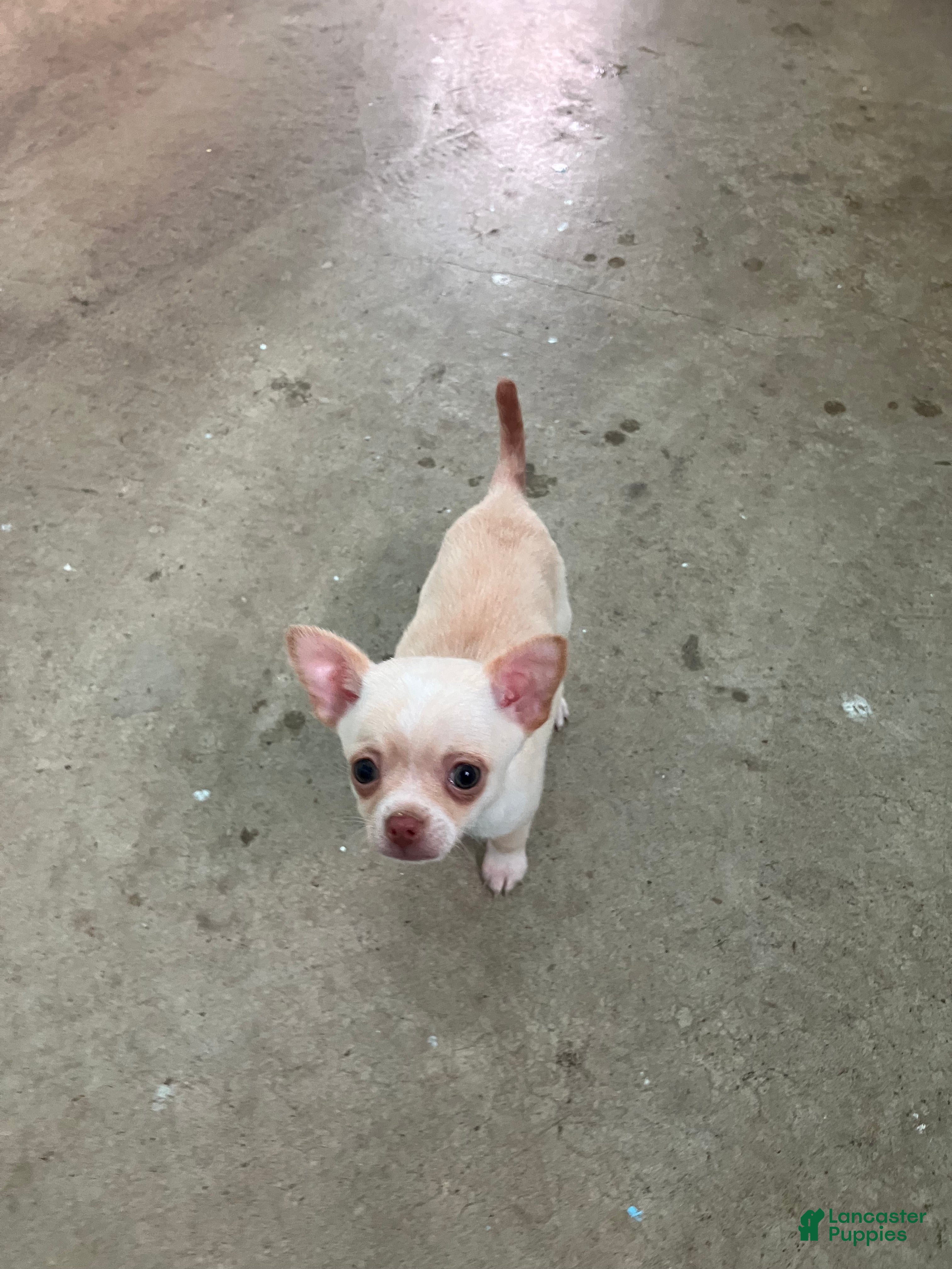 Chihuahua dogs Sneaky  - Ad 41