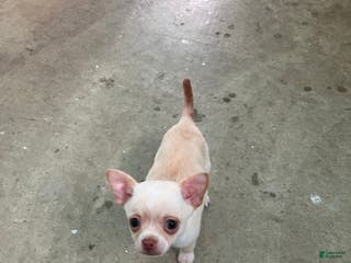 Chihuahua dogs Sneaky - Ad 41