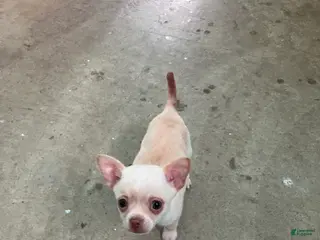 Chihuahua dogs Sneaky - Ad 24