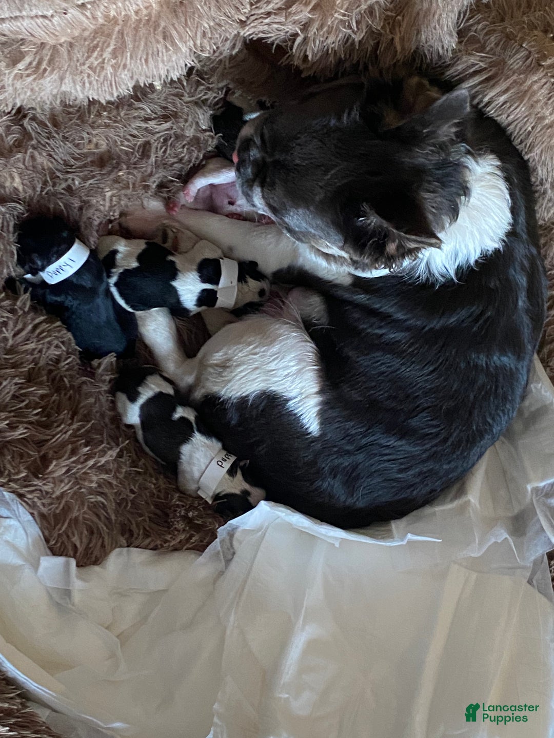 French Bulldog dogs for sale: Sage  - Ad 6