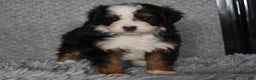 Mini Bernedoodle dogs for sale: Hattie - Ad 4