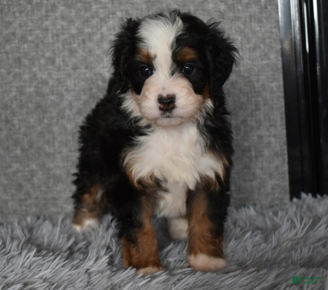 Mini Bernedoodle dogs for sale: Hattie - Ad 4