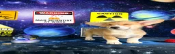Welsh Corgi Pembroke dogs for sale: Luna - Ad 2