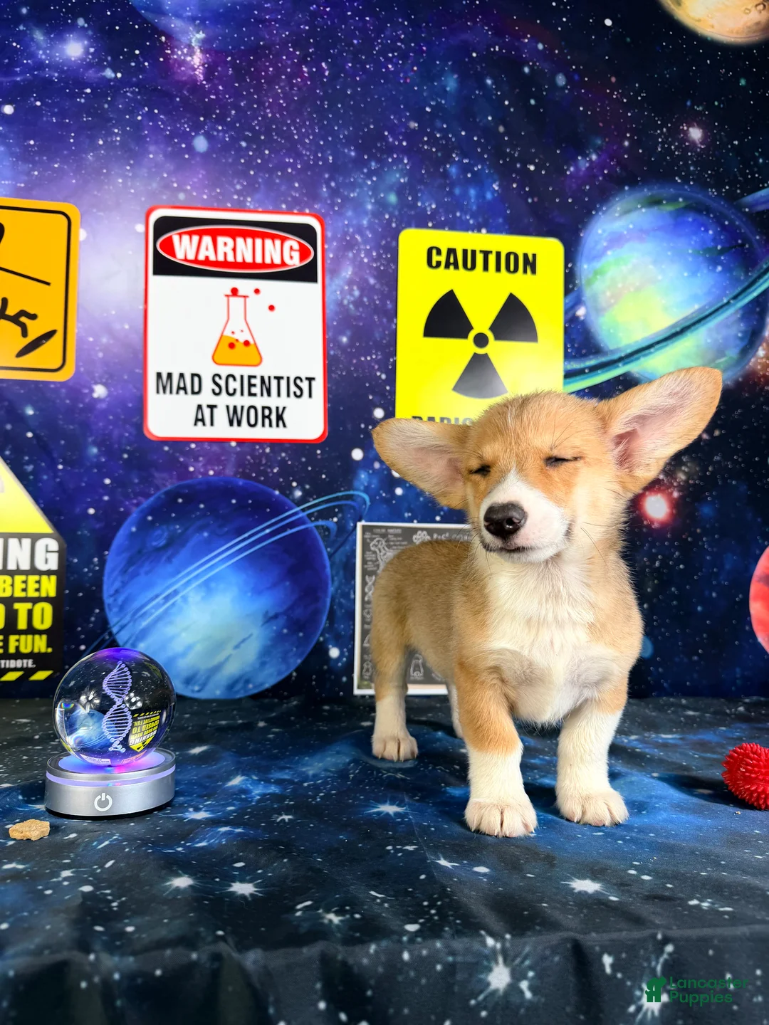 Welsh Corgi Pembroke dogs for sale: Luna - Ad 2