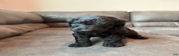 Double Doodle dogs for sale:  Amethyst - Ad 29