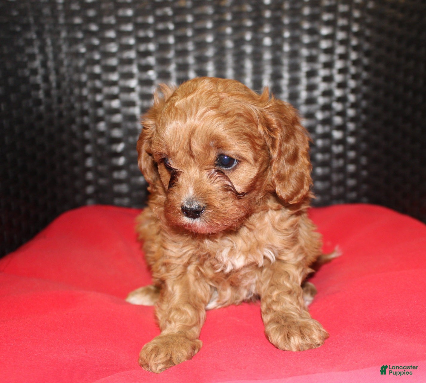 Cavapoo dogs Lilly - Ad 1