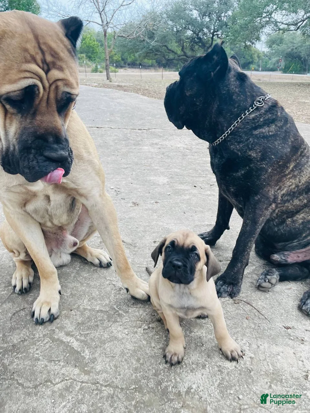 Cane Corso dogs for sale: Cane Corso Puppy 2 - Ad 2