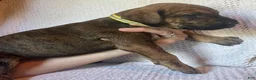 Great Dane dogs for sale: Winnie - Ad 2