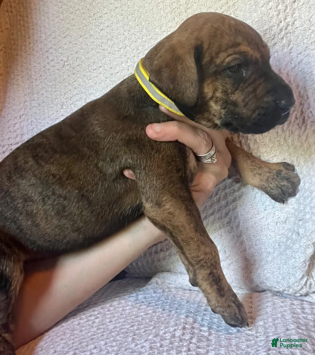 Great Dane dogs for sale: Winnie - Ad 2