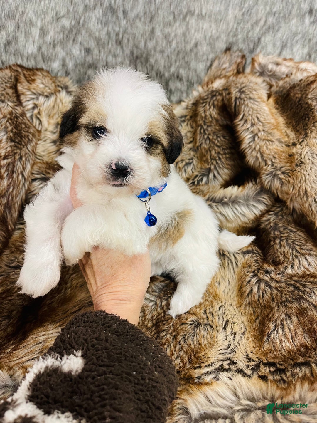 Mixed Breed dogs for sale: Mini bernedoodle male #2 - Ad 4