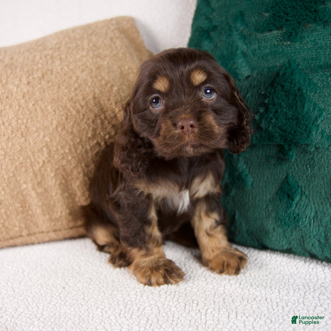 Cocker Spaniel dogs for sale: Rose - Ad 1