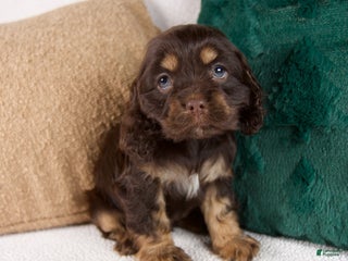 Cocker Spaniel dogs Rose - Ad 19