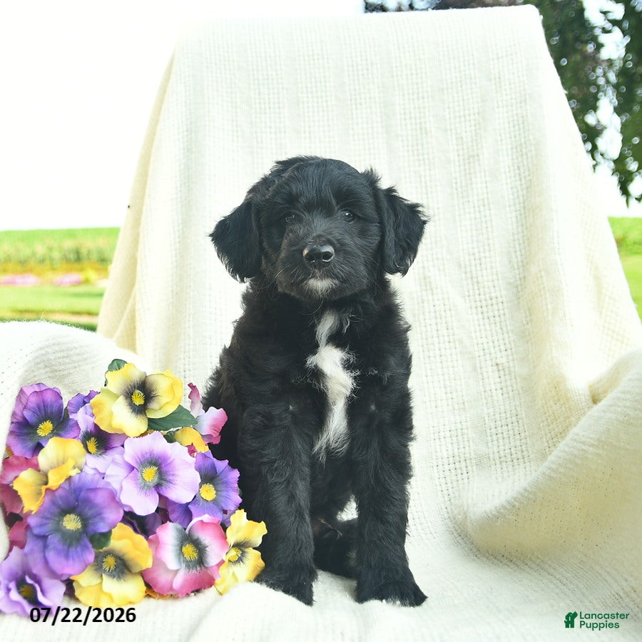 Bordoodle dogs Duke  - Ad 1