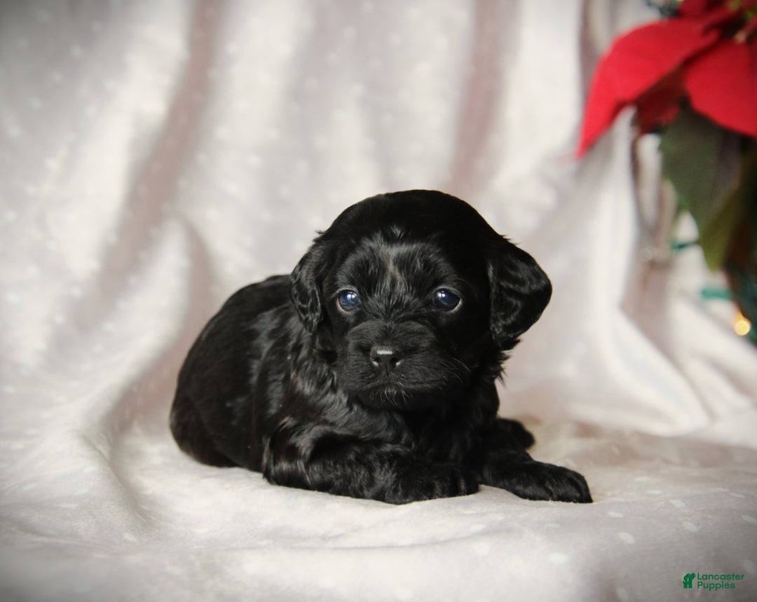 Cockapoo dogs for sale: Miracle - Ad 3