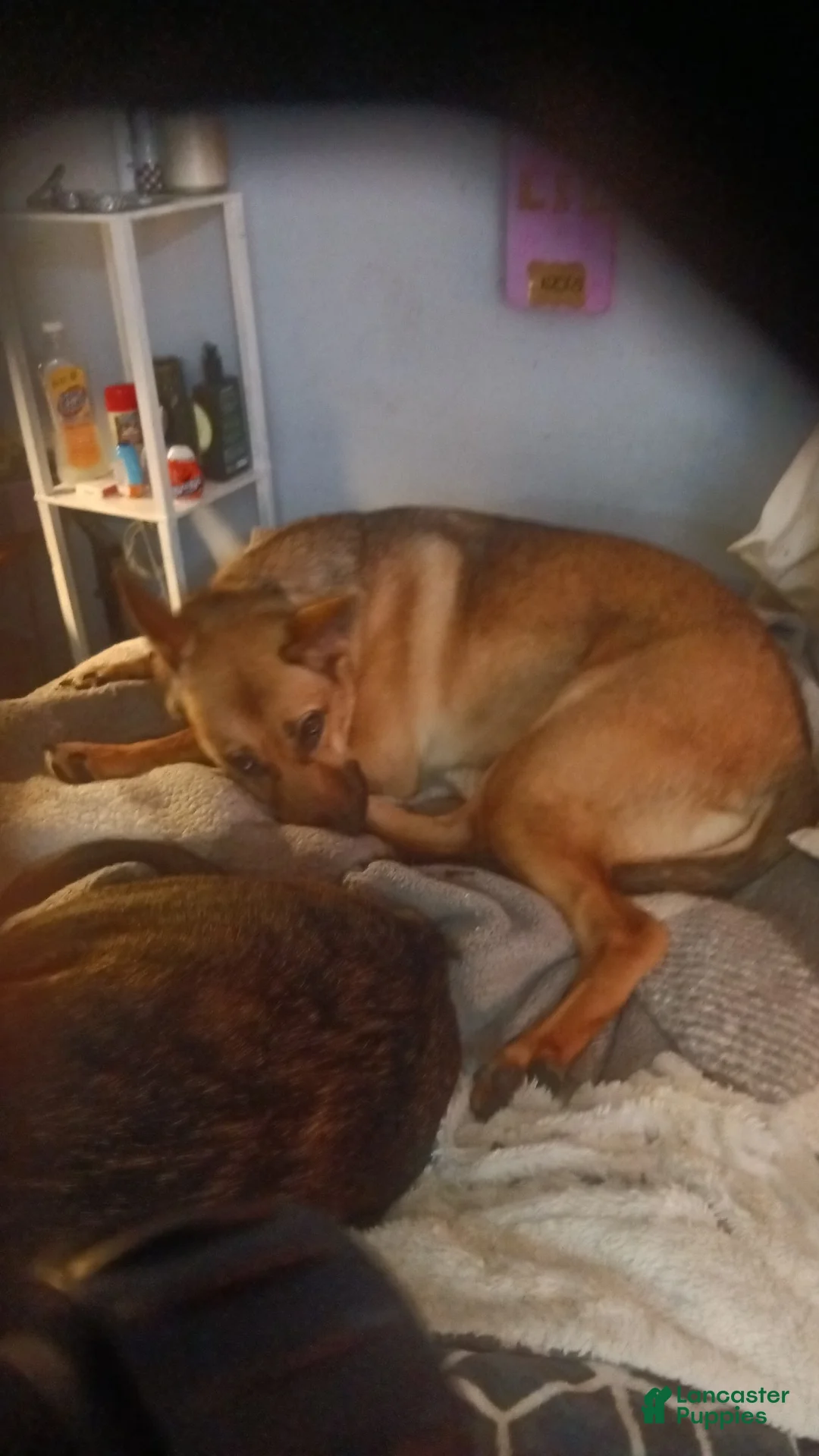 German Shepherd dogs for sale: German Shepherd Puppy 1 - Ad 3