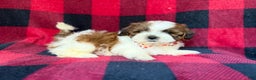Shihpoo dogs for sale: Cypress - Ad 3