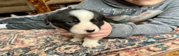 Welsh Corgi Cardigan dogs for sale: Welsh Corgi Cardigan Puppy 4: Jigawatt - Ad 3