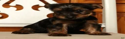 Yorkshire Terrier dogs for sale: Lily - Ad 8