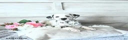 Dalmatian dogs for sale: Daisy - Ad 3