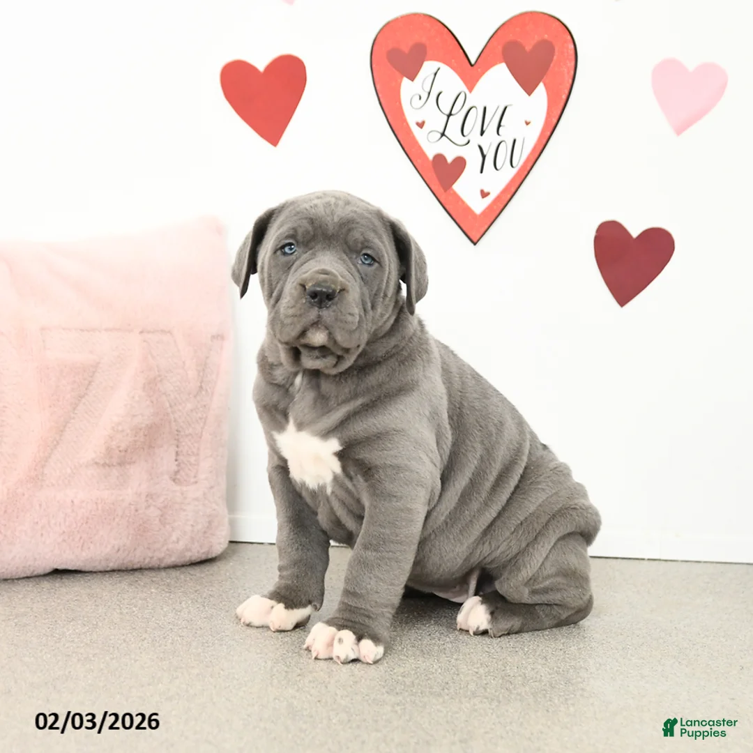 Cane Corso dogs for sale: Clover - Ad 3