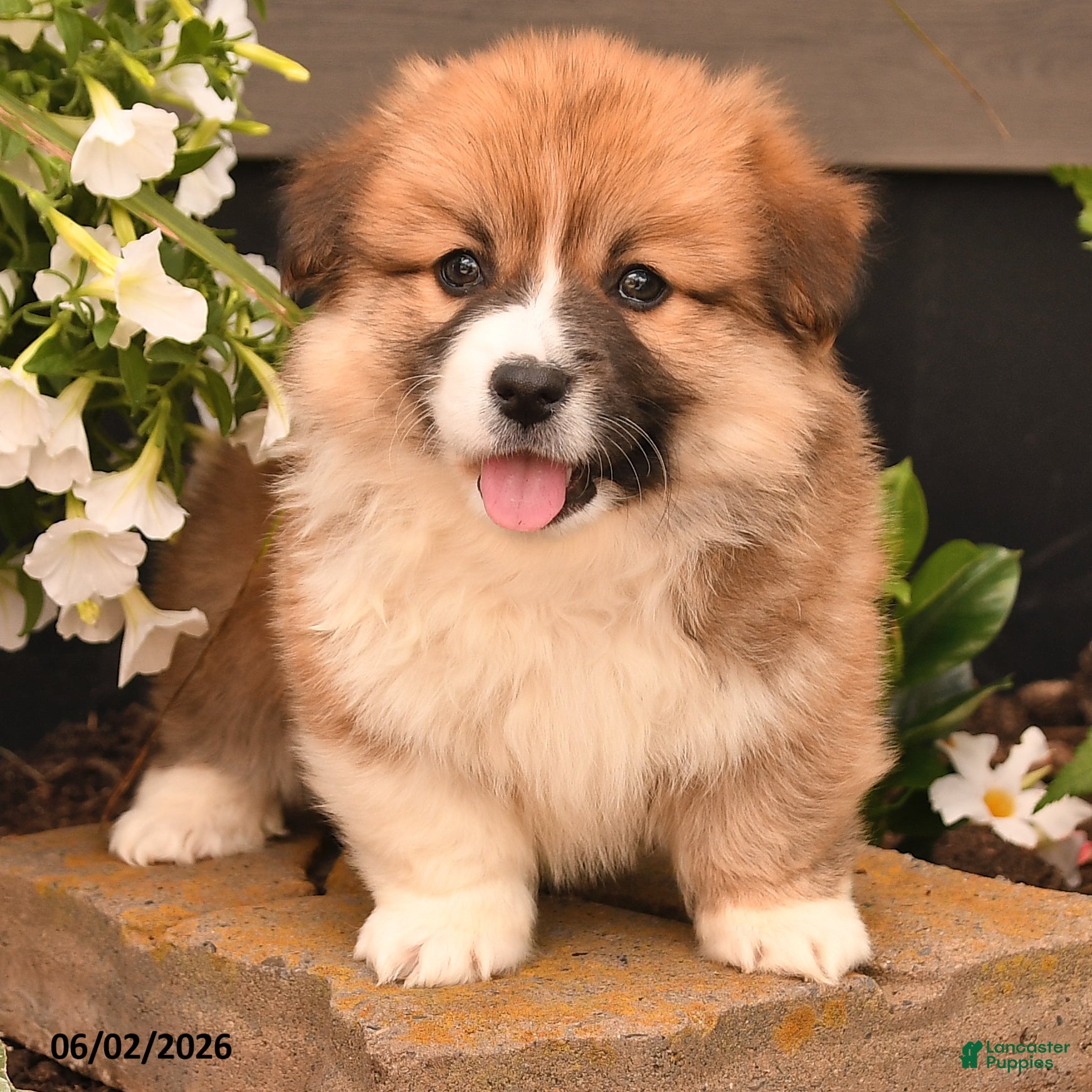 Welsh Corgi Pembroke dogs for sale: Bradey - Ad 2