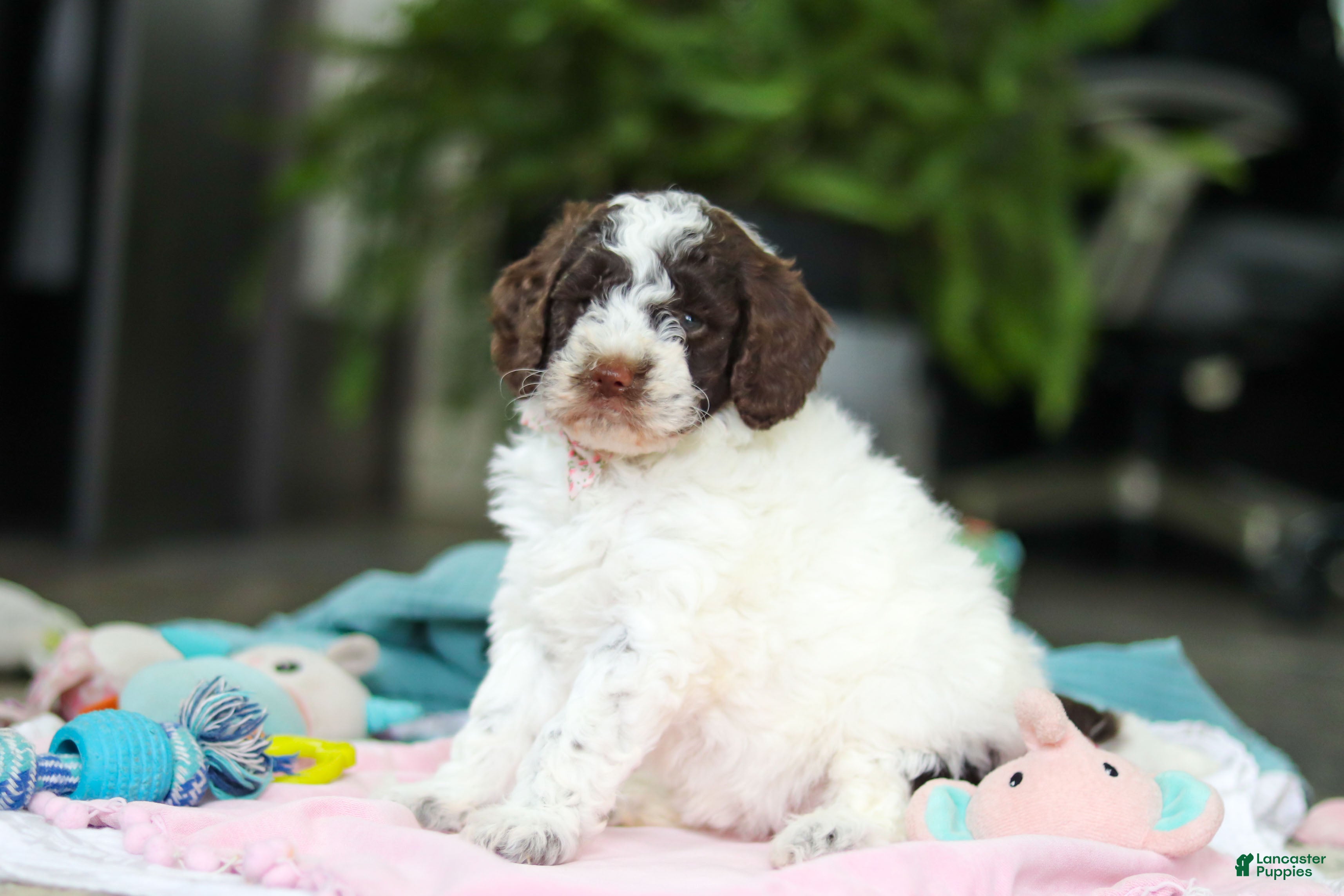 Goldendoodle dogs Bonnie - Ad 2