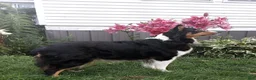 Australian Shepherd dogs for sale: Blue - Ad 10