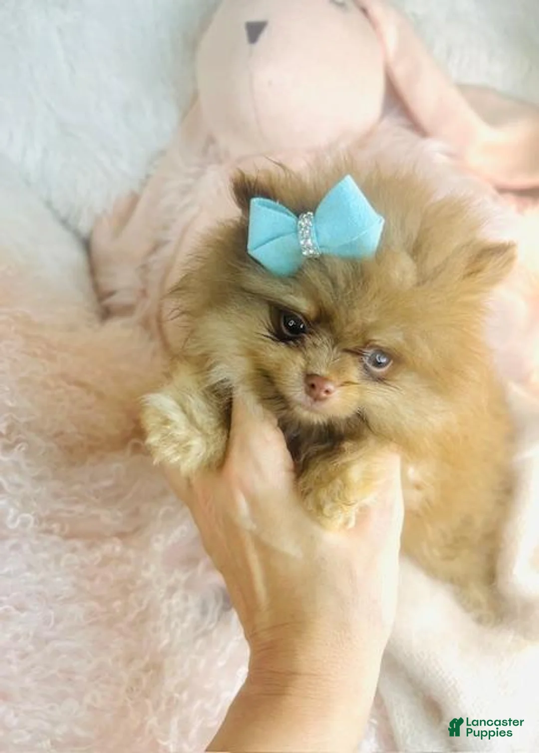 Pomeranian dogs for sale: Pomeranian Puppy 1 - Ad 2