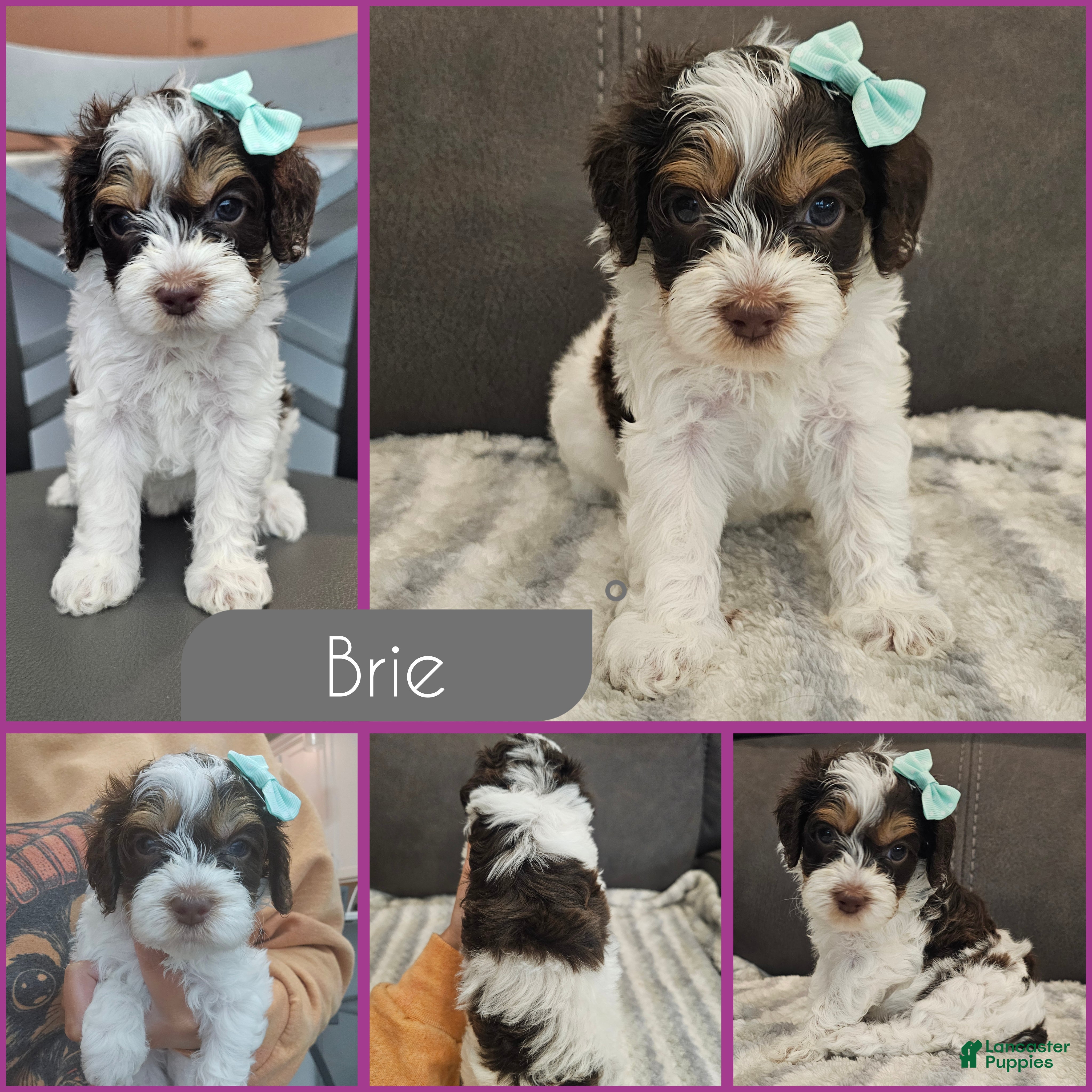 Cockapoo dogs Brie - Ad 1
