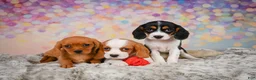 Beaglier dogs for sale: Brooke - Ad 2
