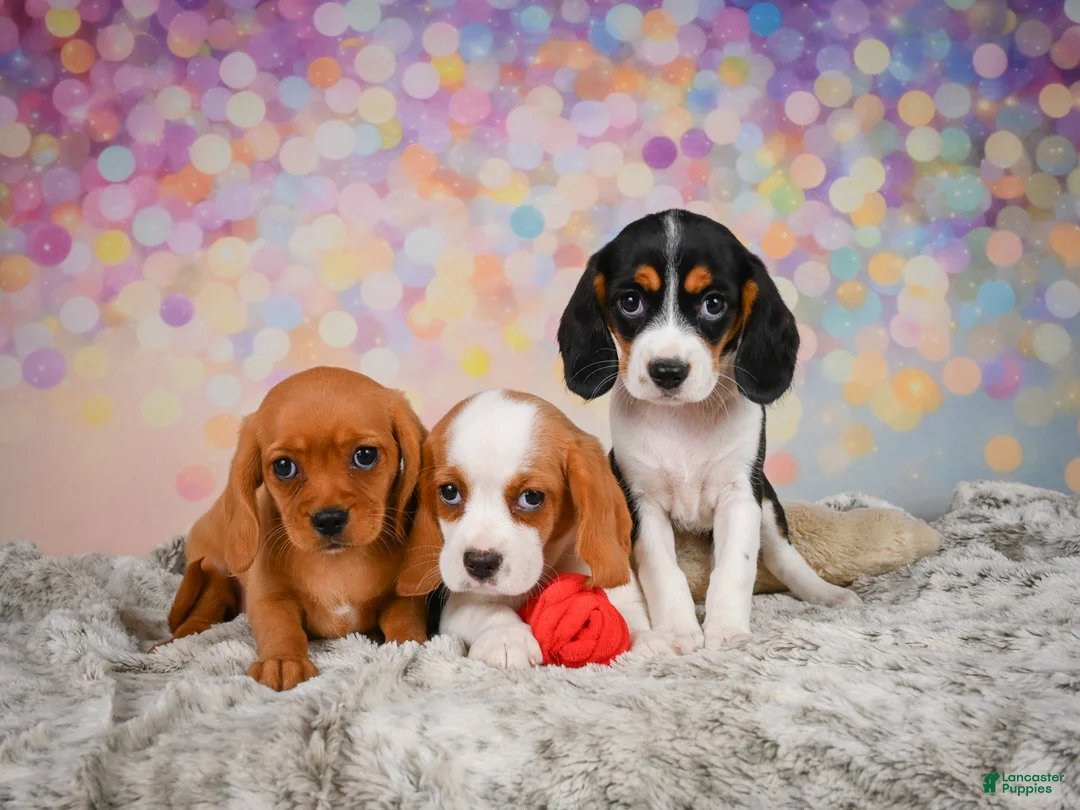 Beaglier dogs for sale: Brooke - Ad 2