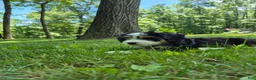 Bernedoodle dogs for sale: Loki - Ad 3