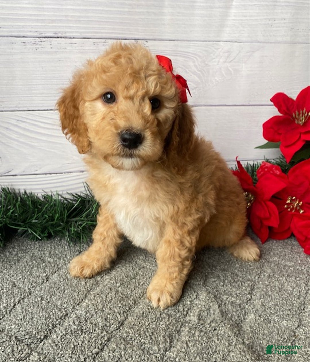 Mini Goldendoodle dogs for sale: Wonder - Ad 1
