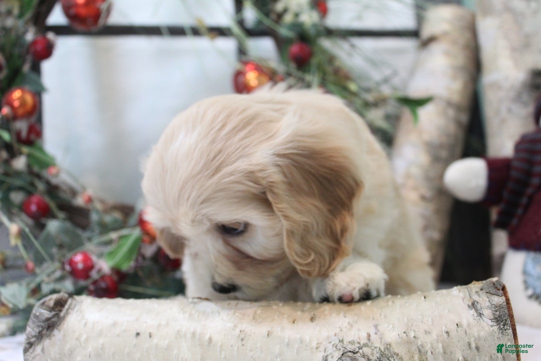 Cavachon dogs for sale: Ruby - Ad 6