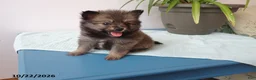 Pomeranian dogs for sale: Lily - Ad 2