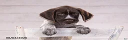 Mixed Breed dogs for sale: Ruger - Ad 4
