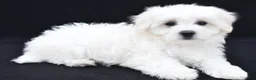 Maltese dogs for sale: Bo - Ad 9