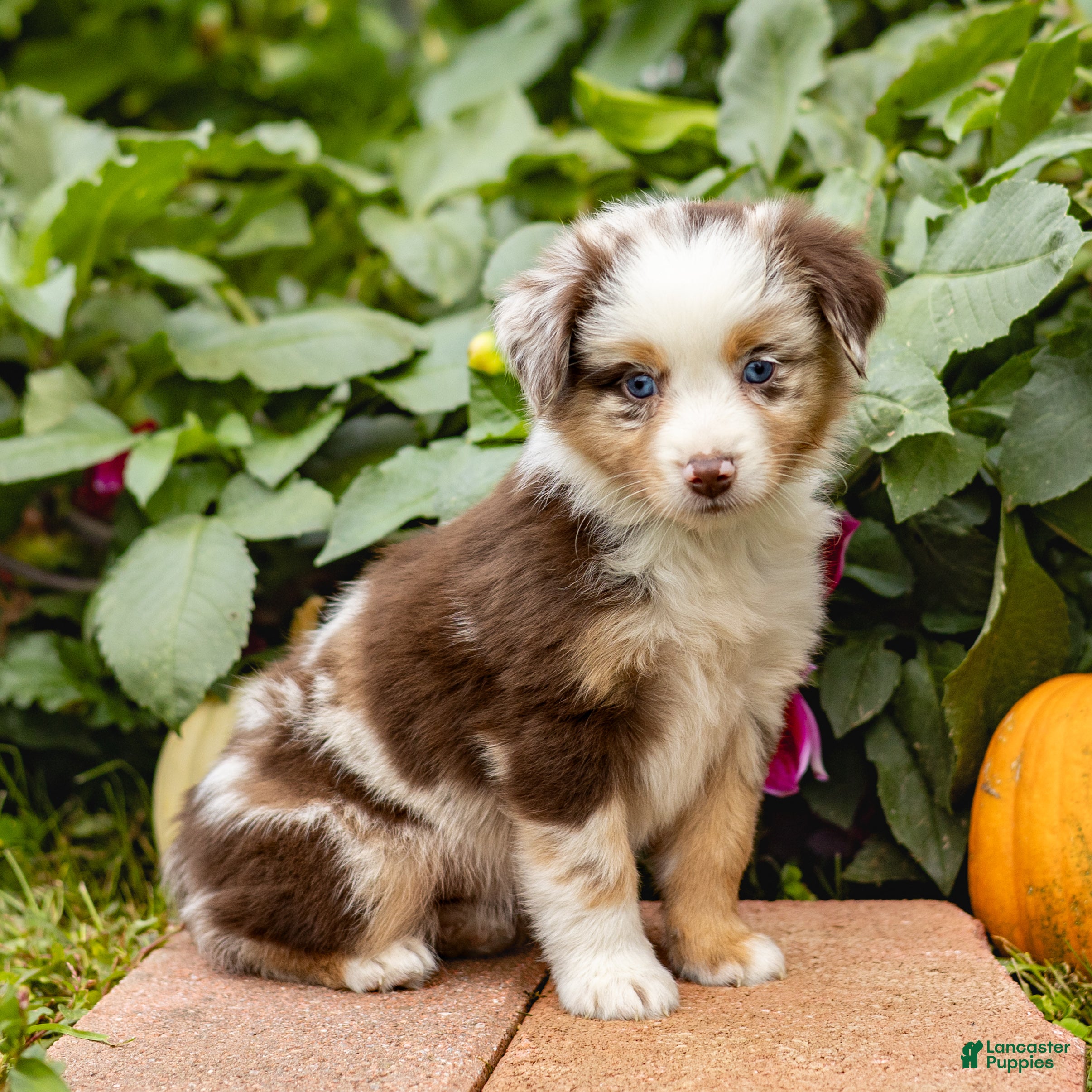 Miniature Australian Shepherd dogs Kimberly - Ad 1