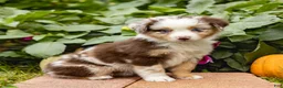 Miniature Australian Shepherd dogs for sale: Kimberly - Ad 1