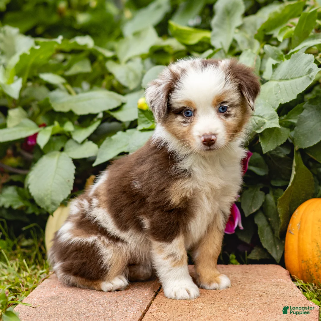 Miniature Australian Shepherd dogs for sale: Kimberly - Ad 1