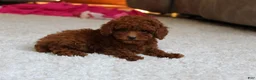 Toy Poodle dogs for sale: Mia - Ad 21