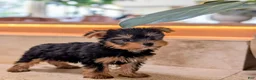 Yorkshire Terrier dogs for sale: Meet COCO - Ad 2