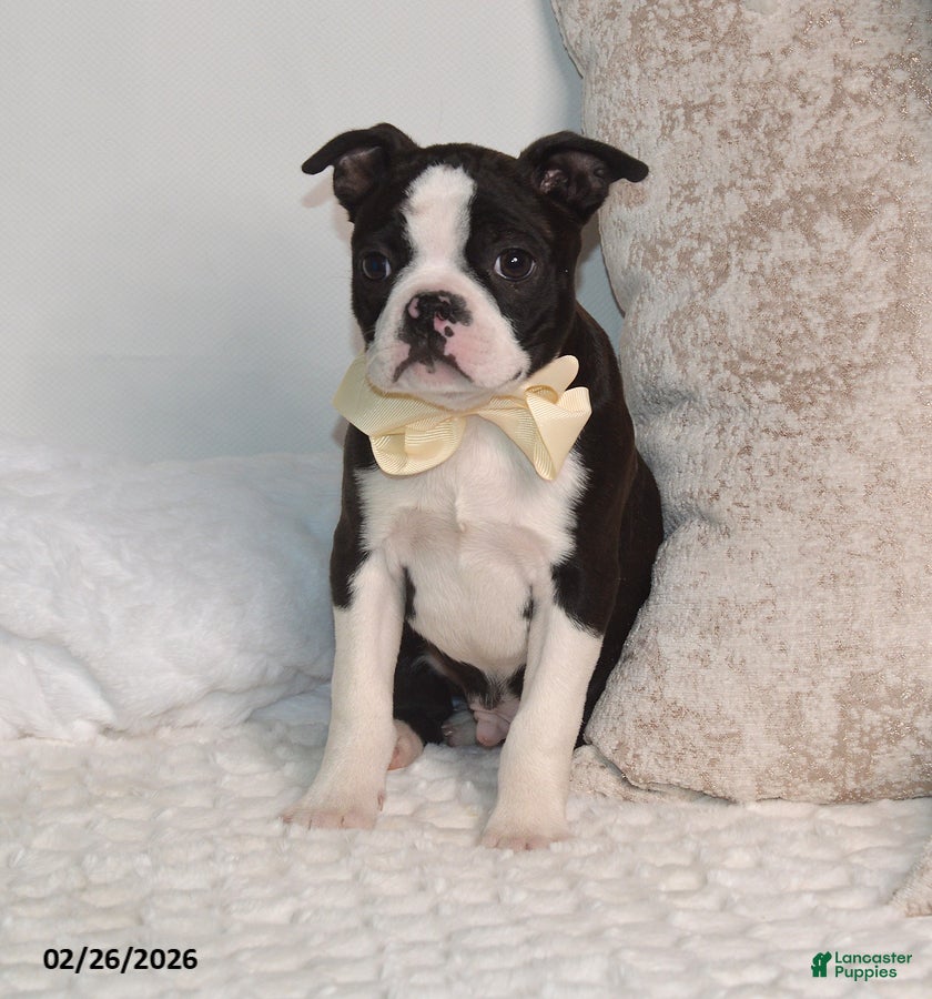 Boston Terrier dogs Billy - Ad 1